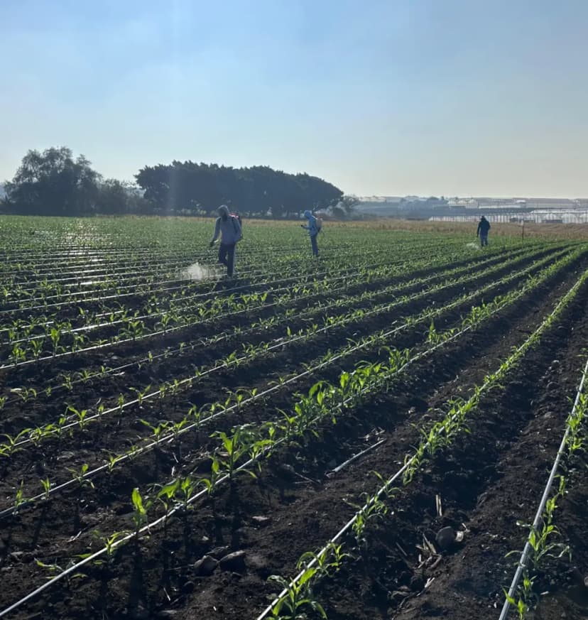 Cultivo al atardecer