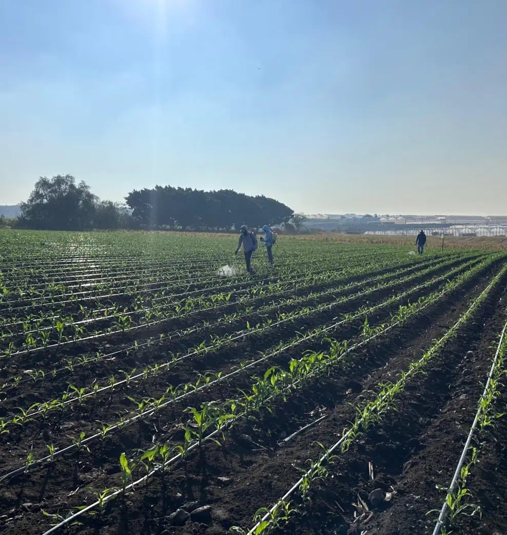 Campo de cultivo al amanecer
