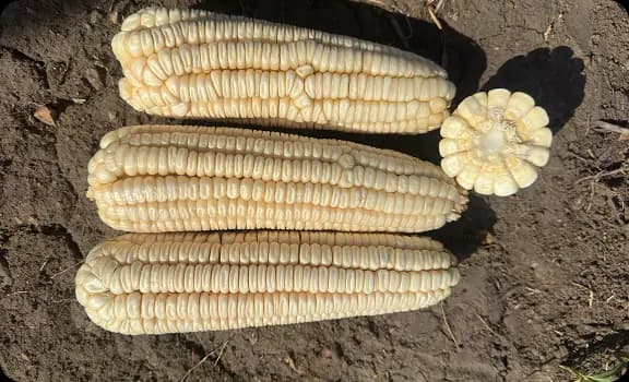 Semilla de maíz costeño mejorado ideal para producción de hoja para tamal. Producida por Asfeh en Morelos, México.