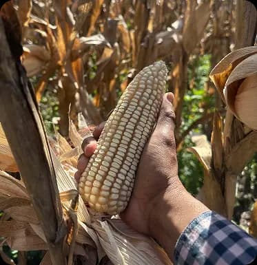 Semilla de maíz H-516 ideal para producción de forraje. Producida por Asfeh en Morelos, México.