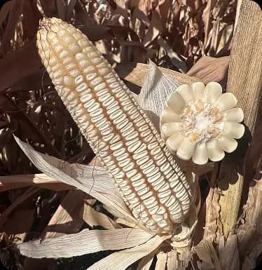 Semilla de maíz H-565 ideal para producción de grano y forraje. Producida por Asfeh en Morelos, México.